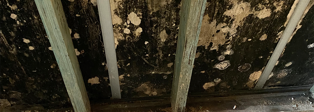 Interhome can now offer mould resistance